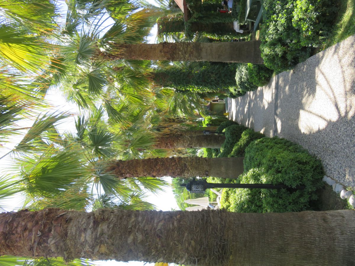 imagini hotel PALOMA OCEANA